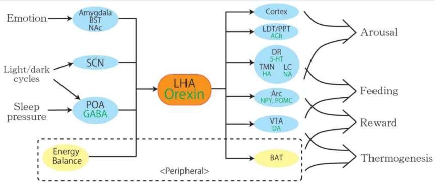 Orexinergní neurony regulují např. bdělost, příjem potravy, systém odměny, a termogenesu. Množství energie v těle ovlivňuje aktivitu orexinových neuronů, regulujících bdělost a homeostázu energie.