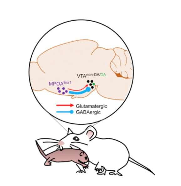 Area preoptica medialis Aktivace hormony mateřské chování MPOA Esr1+ cells are necessary and sufficient for driving pup approach and retrieval MPOA Esr1+ cells are naturally and preferentially