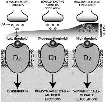 Area preoptica medialis (APM) muž Regulace sexuálního chování hlodavci i lidé Množství uvolněného dopaminu ve APM Ovlivněno testosteronem, NO a glutamátem Model showing possible effects of D 1 versus