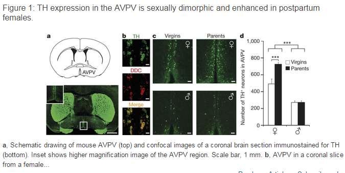 Sexuální dimorphismus v hypothalamických okruzích u myší řídí sekreci oxytocinu a mateřské chování v ncl.