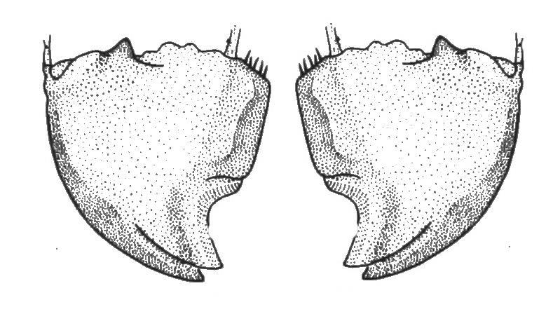 Morfologie kusadla zakloubení, úpony svalů moláry (stoličky)