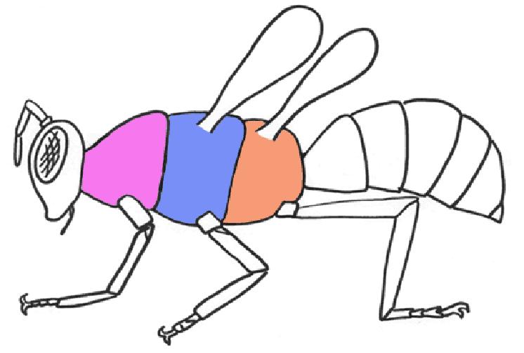 Hruď Rozdělena na tři oddíly: Předohruď (prothorax) Středohruď (mesothorax) Zadohruď (metathorax) Každý tento oddíl nese jeden pár hrudních končetin (pedes) Středohruď a zadohruď tvoří