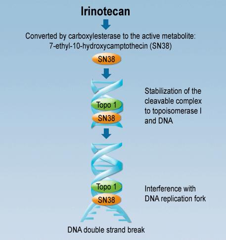 IRINOTEKAN 2. linie monoterapie: RR = 11 17%, MS = 8 13 m. 1. linie monoterapie: RR = 18 29%, MS = 12 m 1.