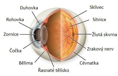 Duhovka (iris): Nejvíce dopředu vysunutá část prostřední části oka Frontálně uloţený terčík Centrálně