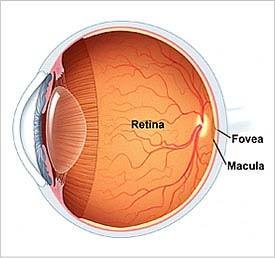 Vnitřní vrstva (tunica interna): Sítnice (retina): Zadní segment oka Na vnitřní plochu se přikládá sklivec Dělíme na dvě stavebně a funkčně odlišné oddíly: Za ekvatorem optická část