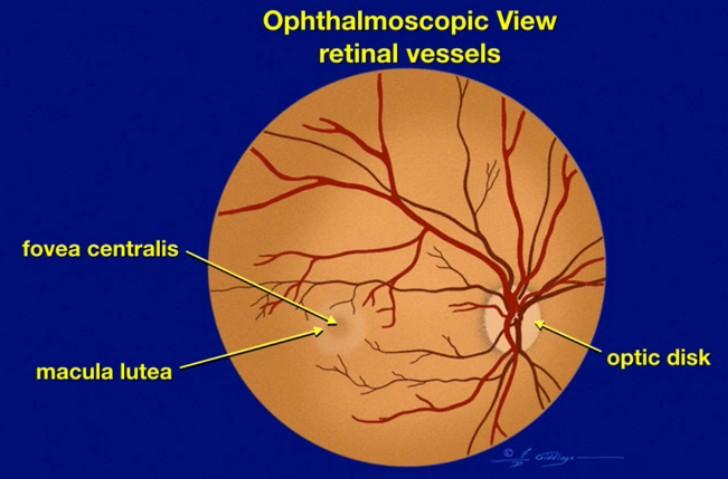 Pars opticus retinae: Funkčně nejvýznamnější Oranţová aţ červená Vyšetřujeme oční pozadí (fundus oculi) Ţlutá skvrna (macula lutea) (červenou barvu) Ve středu - Fovea