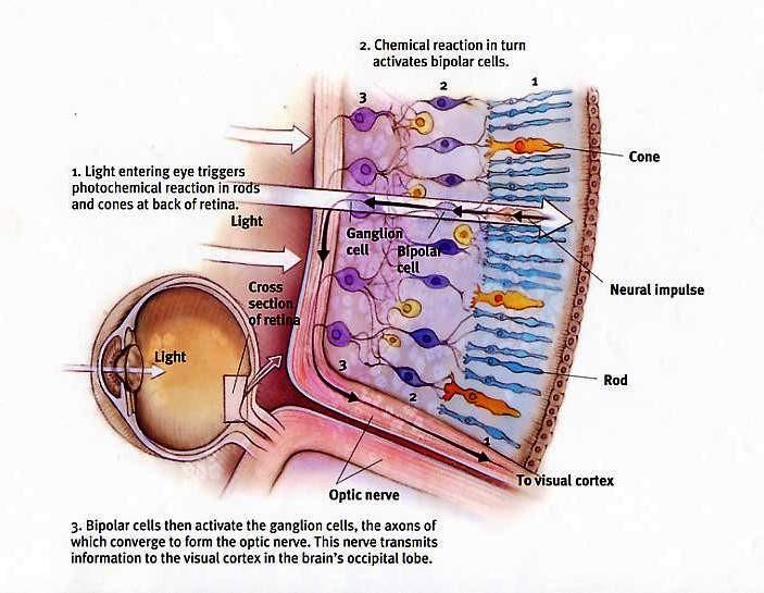 Smyslové buňky (smyslový epitel oka) - stratum neuroepitheliale) Tyčinky (bacilli) asi 130 milionů, reagují na světlo Čípky (coni) 7 mil.