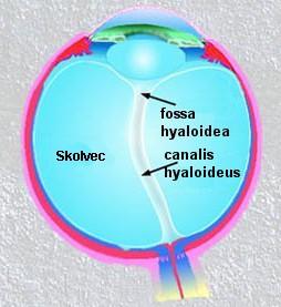 Sklivec (corpus vitreum): Huspeninová, průhledná hmota Vyplňuje sklivcovou komoru (camera vitrea) Tvořena pletení kolagenních vláken (stroma