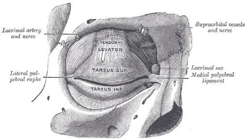 M. orbitalis: Sval hl. sval. očnice Tvořen nekompaktní vrstvou hl. sval. a vaziva Funkce: tlačit obsah očnice dopředu M.
