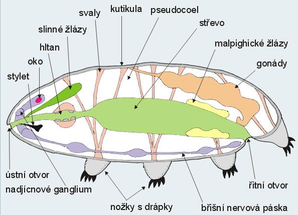 samostatně u báze nohou; suchozemští živočichové vylučování kyseliny močové,