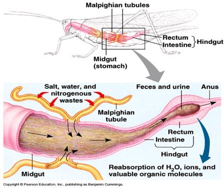 Ecdysozoa: Arthropoda 2.