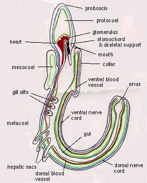 Deuterostomia: Hemichordata VS typu metanefridií, u larev i dospělců těsně spjat s CS: přední část srdce = glomerulus četné záhyby s podocyty ve stěnách filtrace krve poháněna kontrakcemi srdce