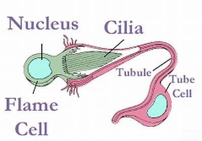 terminální buňky kanálková buňka (tubulární) resorpce láek pórová