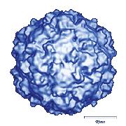 Virus dětské obrny