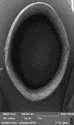 outer layer Cross-sections of