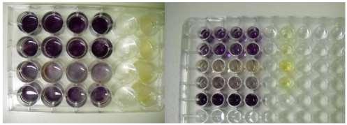 preparation of bone substitutes