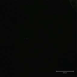 Department of Nonwovens and Nanofibrous Materials In-vitro
