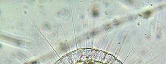 charakteristika a zástupci Rhizaria Heliozoea Heliozoea slunivky mořští, sladkovodní,