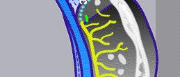 Kinetoplastidea bičivky: