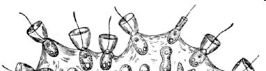 zástupci Opisthokonta Choanoflagellata Choanozoa trubénky Salpingoeca amphoroideum -