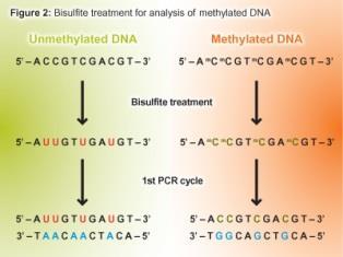 2. Modifikace DNA bisulfitem cytosiny kovertovány na uracily, m C nereagují. Metody studia methylace DNA Modifikovaná DNA je namnožena pomocí PCR, uracily se párují s adeninem jako thyminy.