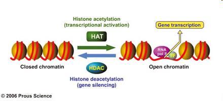Modifikace histonů Acetylace přídavek acetylové skupiny, která kompenzuje kladný náboj lysinových zbytků oslabení interakcí mezi DNA a