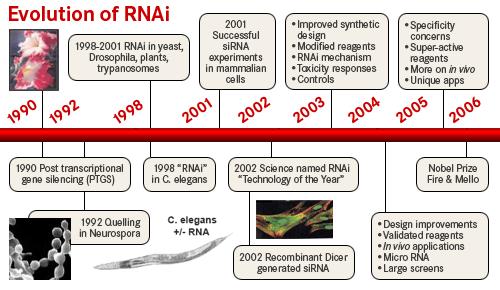 RNA INTERFERENCE - SHRNUTÍ Dlouhá dvouvláknová RNA (dsrna; >200 nt) může umlčet expresi cílových genů v různých organismech (Caenorhabditis elegans, Drosophila, rostliny).