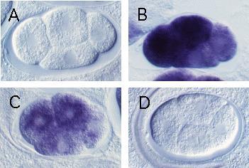 Figure 1. Effects of mex-3 RNA interference on levels of the endogenous mrna. Nomarski DIC micrographs show in situ hybridization of 4-cell stage embryos.