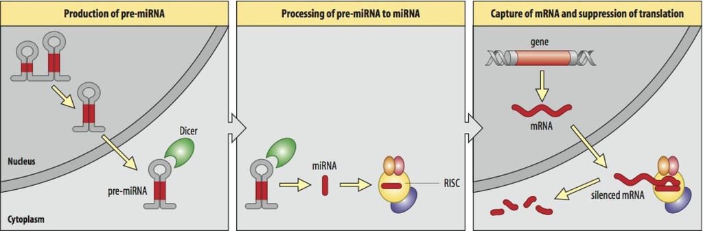 ROSTLINY micro RNA ŽIVOČICHOVÉ - degradace mrna (AGO1) - vysoká komplementarita s cílovou sekvencí -2/3 regulují expresi transkripčních faktorů - represe translace cílové sekvence
