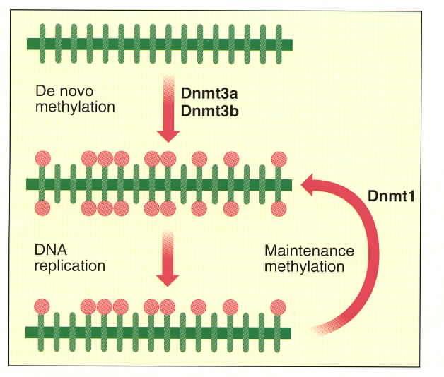 Živočišné DNA methyltransferázy (Bird A, Science, 1999) Dnmt2 - u savců, rostlin; Drosophila slabá non-cg methylace v časných fázích vývoje; S.
