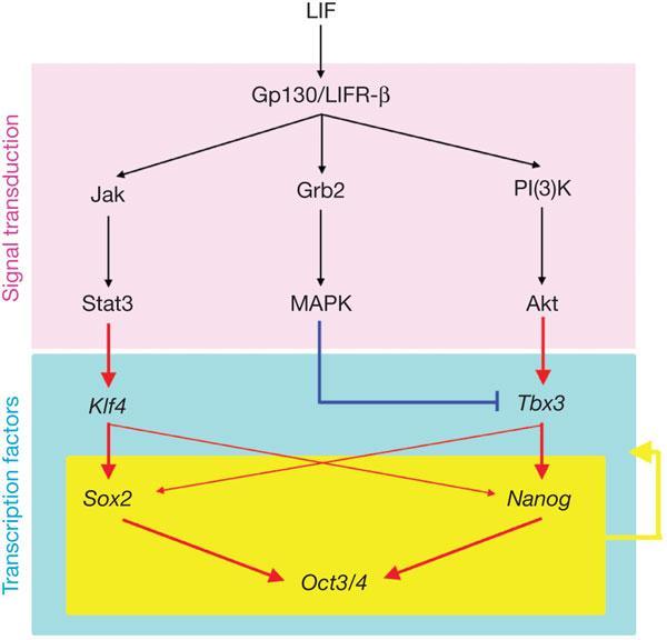 Obrázek 4: LIF spouští v mescs aktivaci více signálních drah zároveň. Aktivace JAK/STAT3 a PI3K/AKT signalizace vedou k aktivaci genů pluripotence Sox2 respektive Nanog, které pak aktivují Oct4.