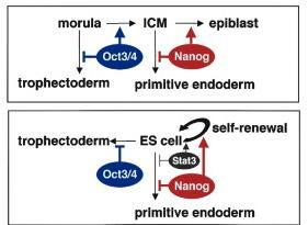 Obrázek 7: Obrázek porovnávající roli OCT4 a NANOG ve specifikaci myší ICM a epiblastu in vivo (nahoře) a v sebeobnově a inhibici diferenciace mescs in vitro (dole).