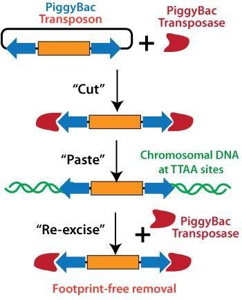 Obrázek 9: Obrázek zjednodušeně znázorňuje mechamismus začlenění PB kazety do genomu a její opětovné vystřižení. Převzato z http://www.biocat.com/cgibin/page/sub1.pl?