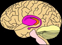 Obrázek 10: Striatum je součástí bazálních ganglií, oblati šedé hmoty uvnitř hemisfér koncového mozku.