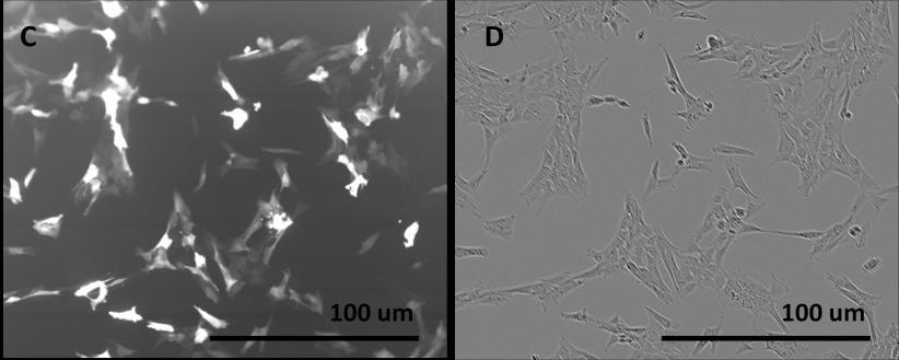 Obrázky C a D jsou reprezentativní ukázkou znázorňující množství GFP pozitivních buněk pomocí fluorescence (C) a celkový počet buněk pomocí fázového kontrastu (D).