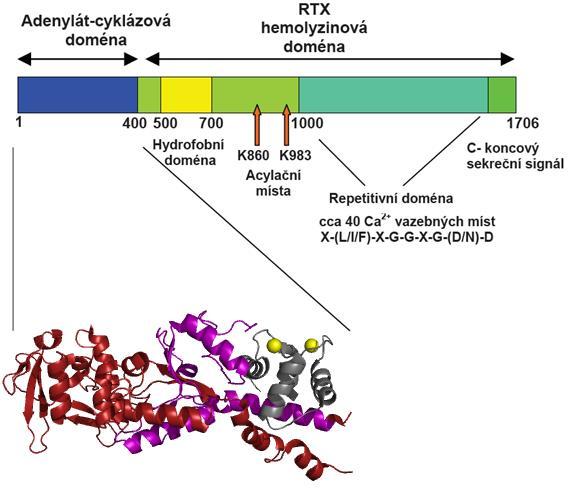2.4 Struktura CyaA CyaA je polypeptid sestávající z 1706 aminokyselin o molekulové hmotnosti 177 kda. Molekula CyaA se skládá ze dvou hlavních domén: 1. Adenylát-cyklázová doména, 2.