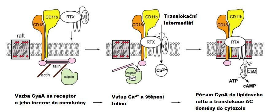 Obr. 3 Model translokace AC domény do cytozolu hostitelské buňky. Nejdříve se CyaA váže na integrin CD11b/CD18. Poté se CyaA zanořuje do cytoplazmatické membrány za vzniku translokačního intermediátu.