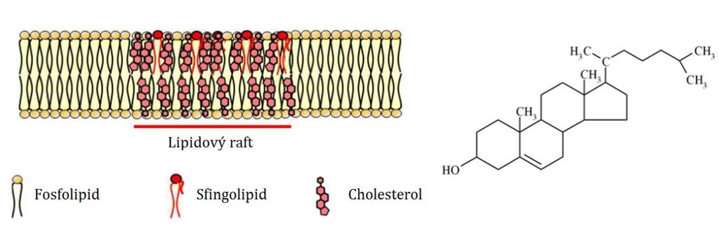 Cholesterol spolu se sfingolipidy a některými membránovými proteiny tvoří v biomembránách mikrodomény, tzv. lipidové rafty (Simons and Ikonen 1997).