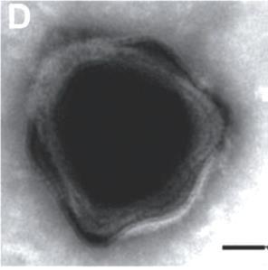 Taxonomie: 1.