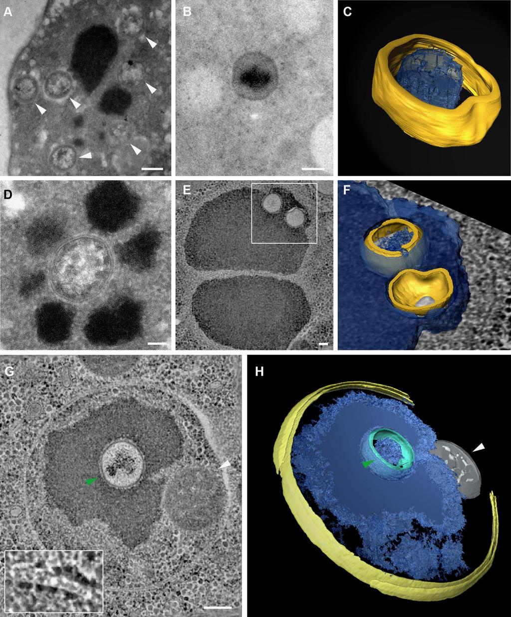 Sestavování virionů - drsné endoplasmatické retikulum zdroj vnitřní membrány pod