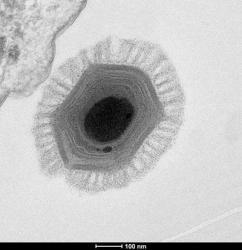 Megavirus chilensis Las Cruces Chile v 2010 V 2010