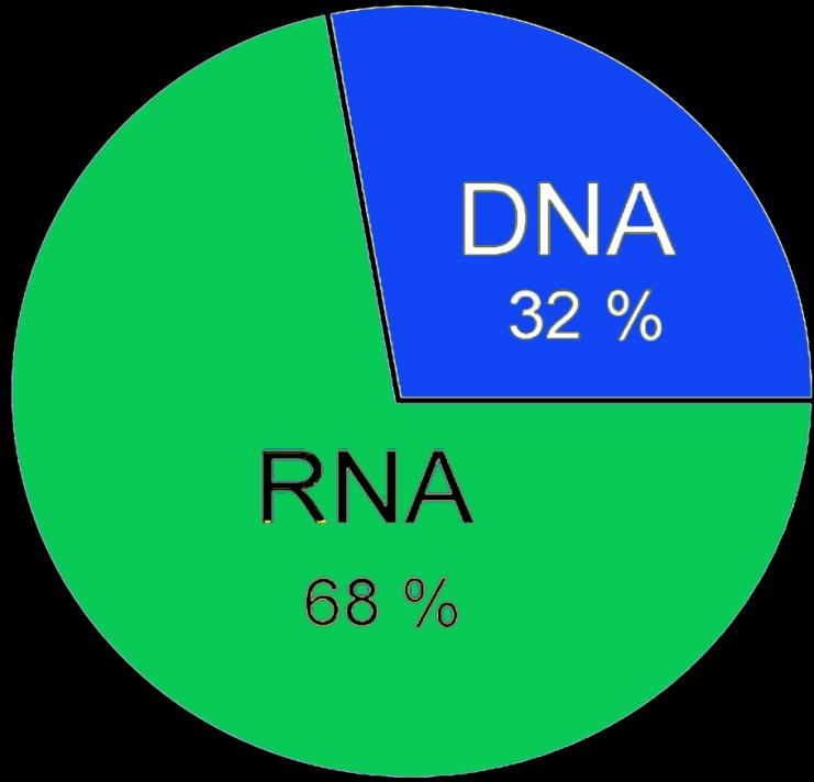 Genom viru = DNA nebo RNA U