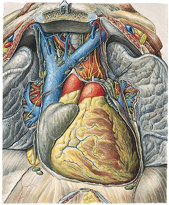 Nn. cardiaci (symp.) accelerantes Rr. cardiaci (parasymp.) retardantes Lymphatics: Truncus lymphaticus anterior sinister + truncus lymph. post. nodus lymph.