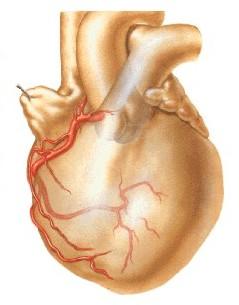 coronary artery