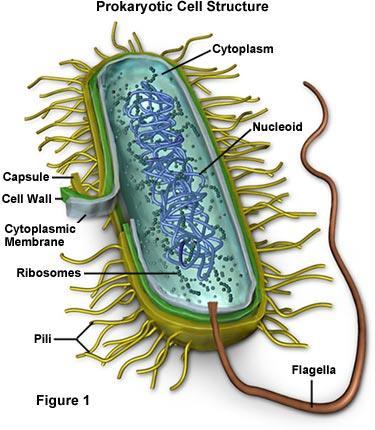 všechny bakterie: buněčná stěna cytoplazmatická membrána cytoplazma, nukleotid, ribozómy některé bakterie