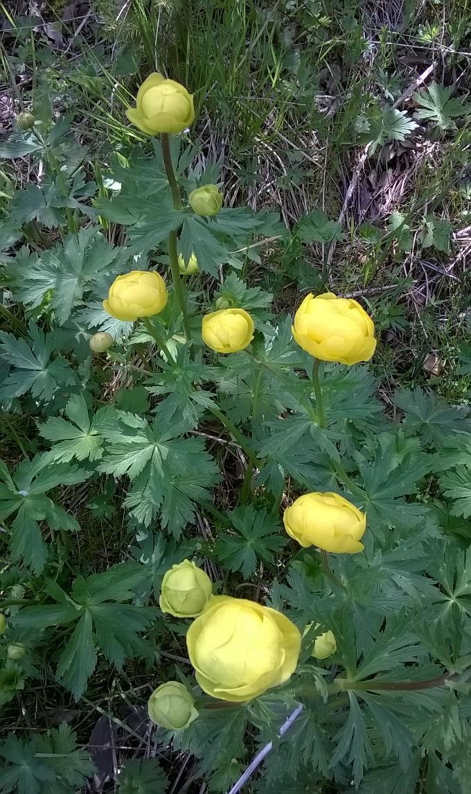 Garden of Medicinal Plants Charles University in Prague,