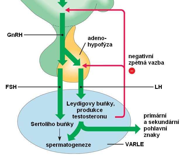 Další hormonální žlázy Varlata (testes) testosteron (Leydigovy buňky) Nepostradatelný pro vývoj