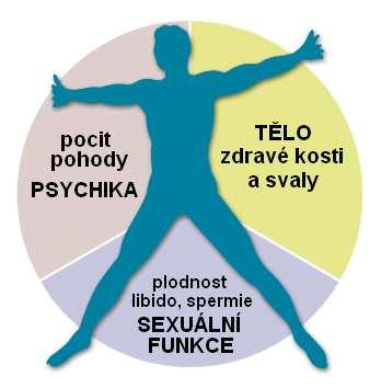 mužské ochlupení, kostra, svalstvo, více kožního mazu, mohutnější hrtan, tvorba bílkovin svaly,