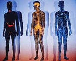 Hormonální systém Název systém ukazuje, že je to složitá problematika Lidské tělo 3 informační systémy k řízení těla nervový NS elektrochemický -elektrické impulsy, neurotransmitery rychlé řízení