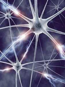 a přes periferní a autonomní NS předávají do mozku Informace je vedena elektrickým impulsem po nervové buňce, je zpracována na